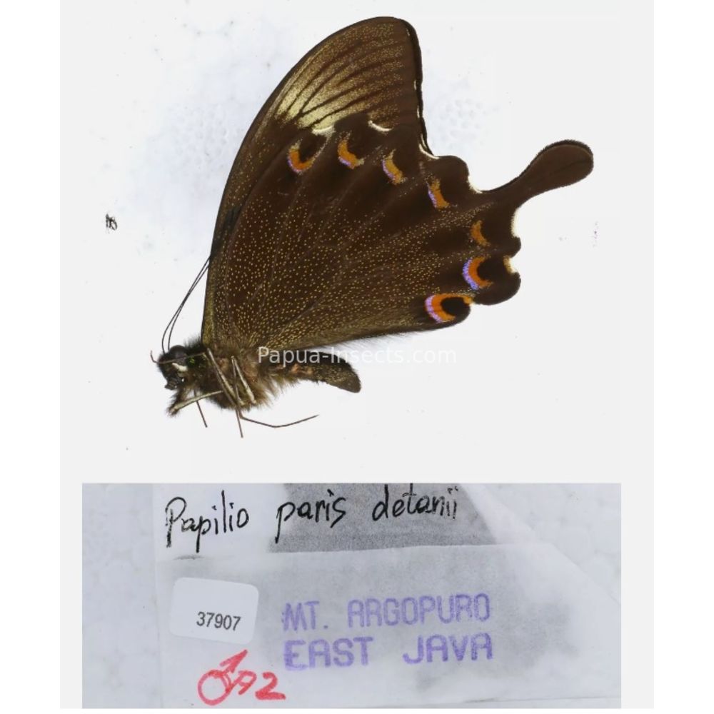 Papilio sp. Papilionidae from different islads of Indonesia