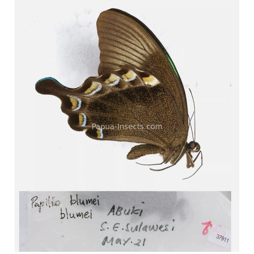 Papilio sp. Papilionidae from different islads of Indonesia