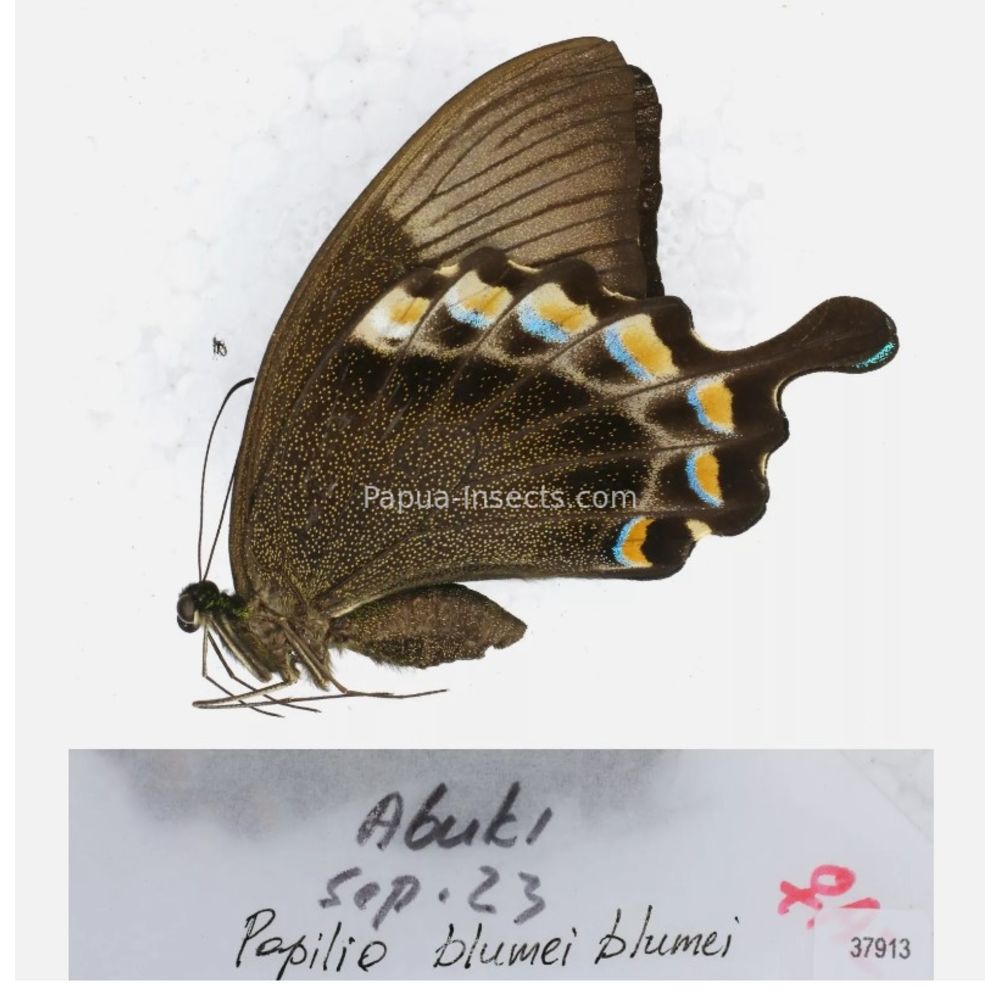 Papilio sp. Papilionidae from different islads of Indonesia