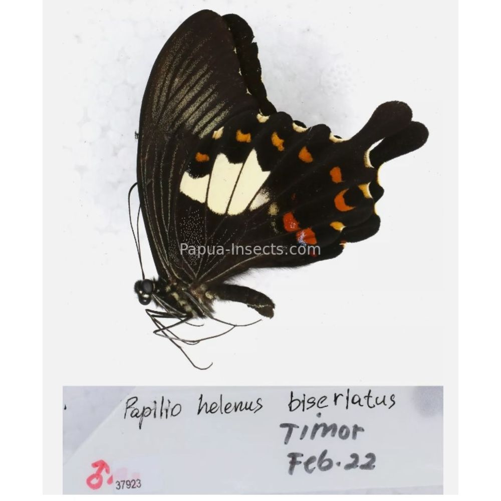 Papilio sp. Papilionidae from different islads of Indonesia