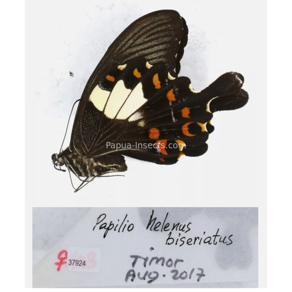 Papilio sp. Papilionidae from different islads of Indonesia