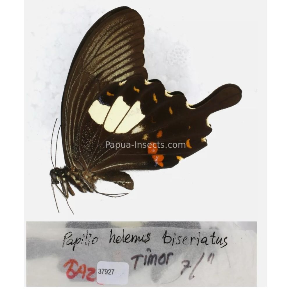 Papilio sp. Papilionidae from different islads of Indonesia