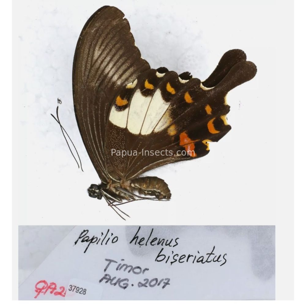 Papilio sp. Papilionidae from different islads of Indonesia