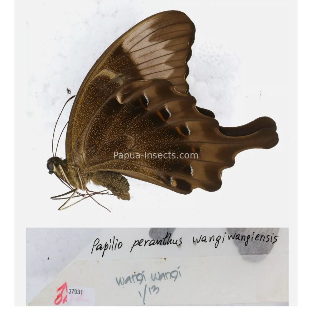 Papilio sp. Papilionidae from different islads of Indonesia