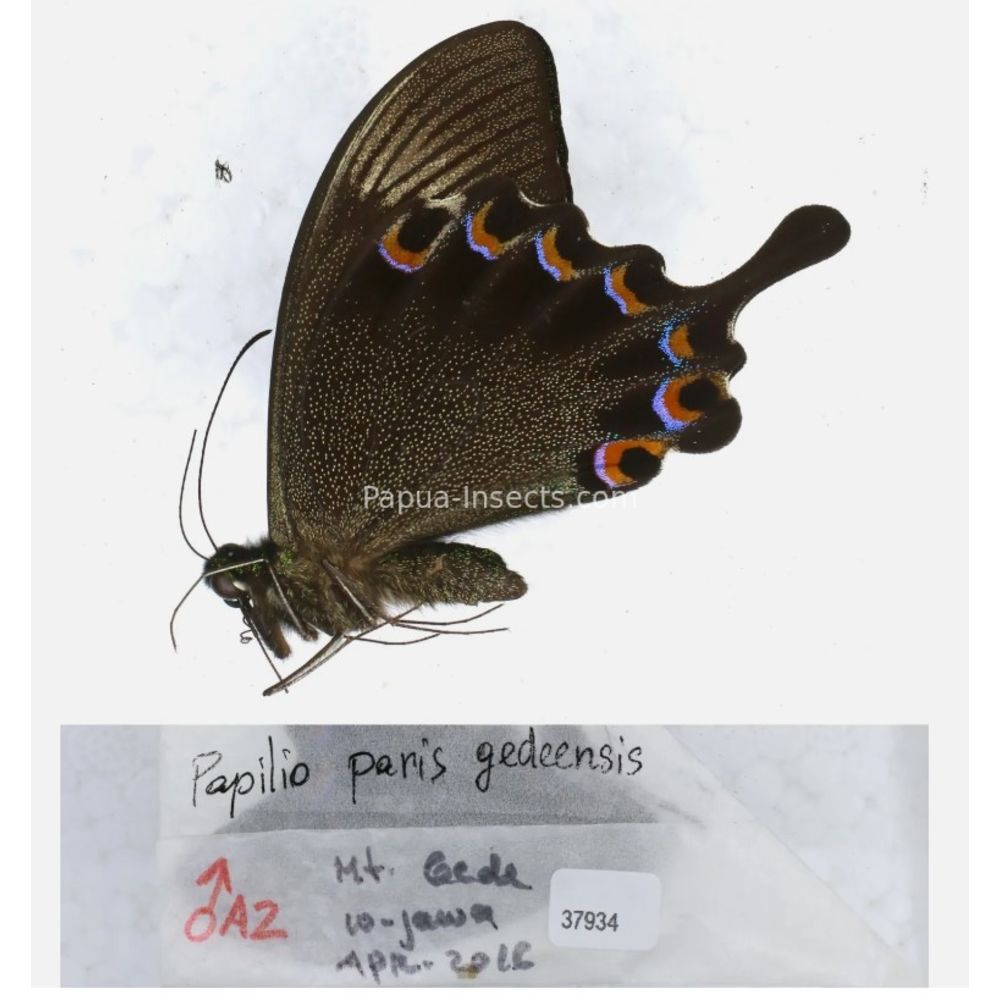 Papilio sp. Papilionidae from different islads of Indonesia