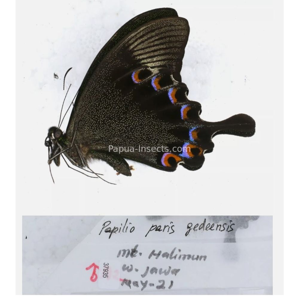 Papilio sp. Papilionidae from different islads of Indonesia