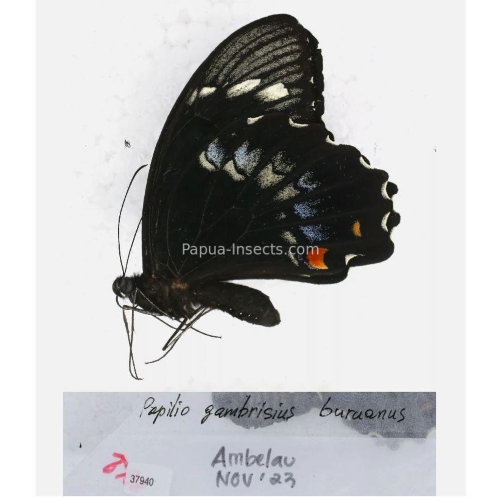 Papilio sp. Papilionidae from different islads of Indonesia