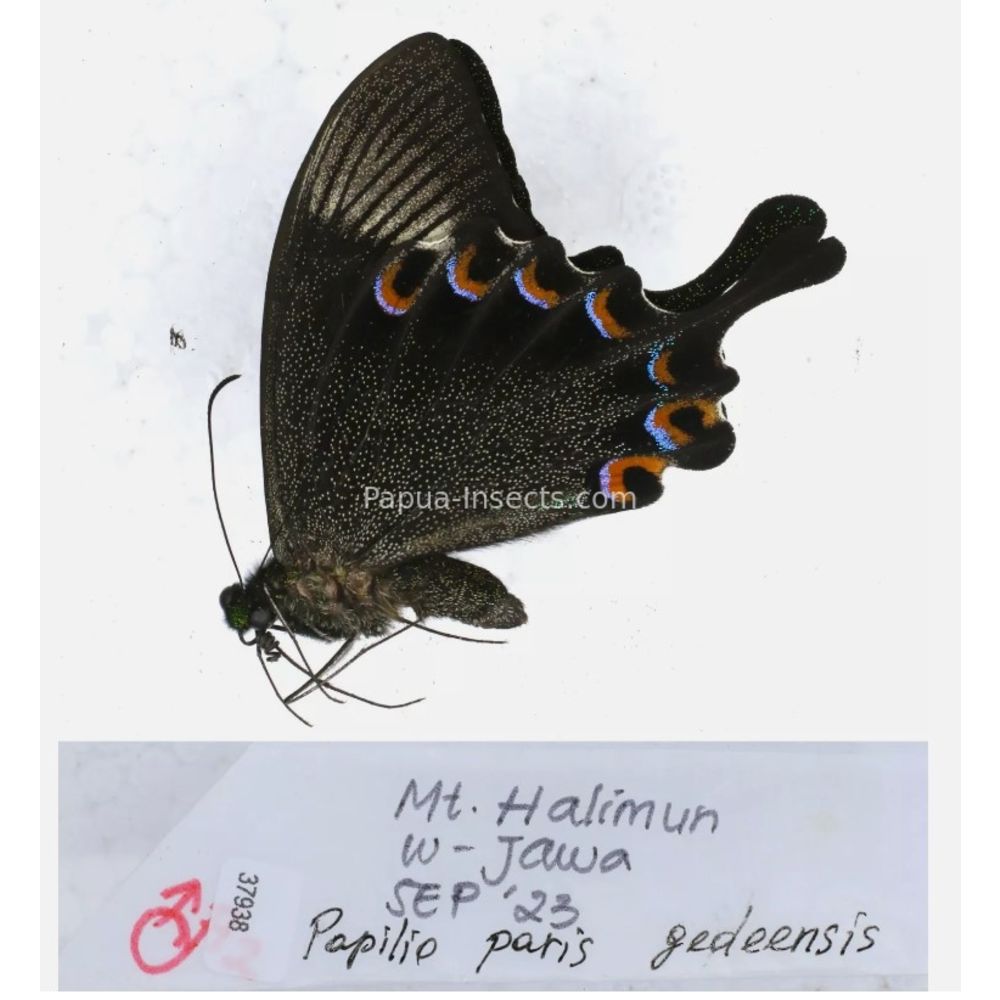 Papilio sp. Papilionidae from different islads of Indonesia