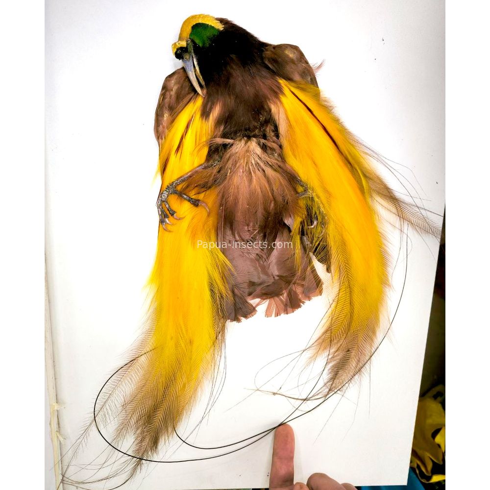 Paradisaea apoda - Greater bird-of-paradisebird skin from Merauke province, West Papua very Rare