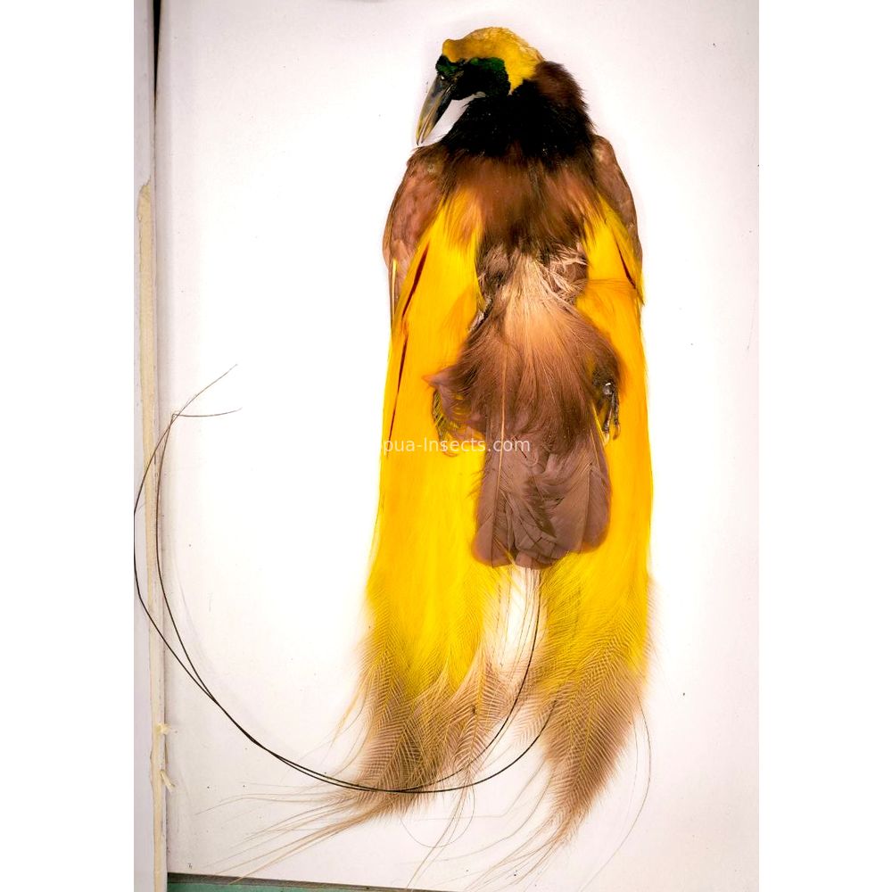 Paradisaea apoda - Greater bird-of-paradisebird skin from Merauke province, West Papua very Rare