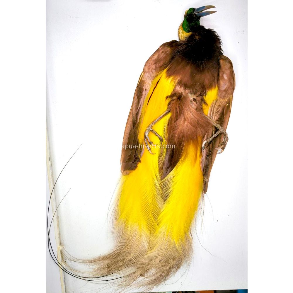 Paradisaea apoda - Greater bird-of-paradisebird skin from Merauke province, West Papua very Rare