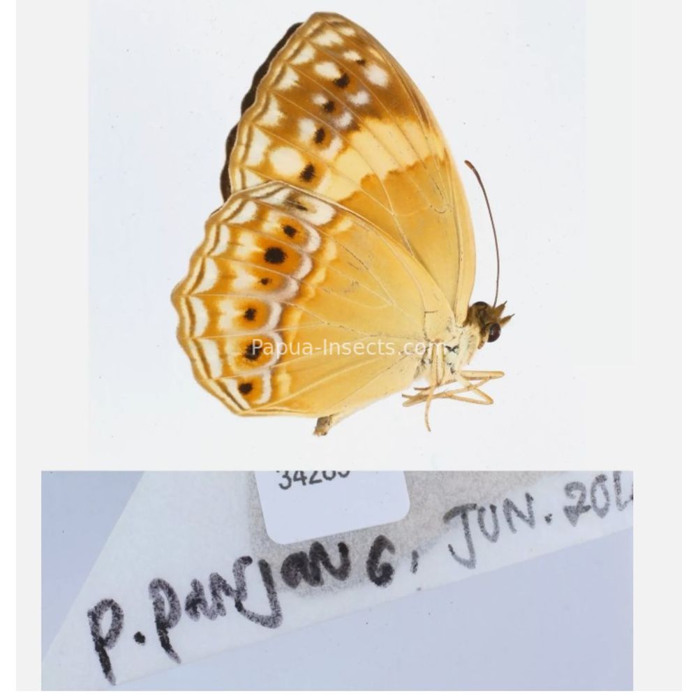 Different sp. of Day butterflies from different islads of Indonesia