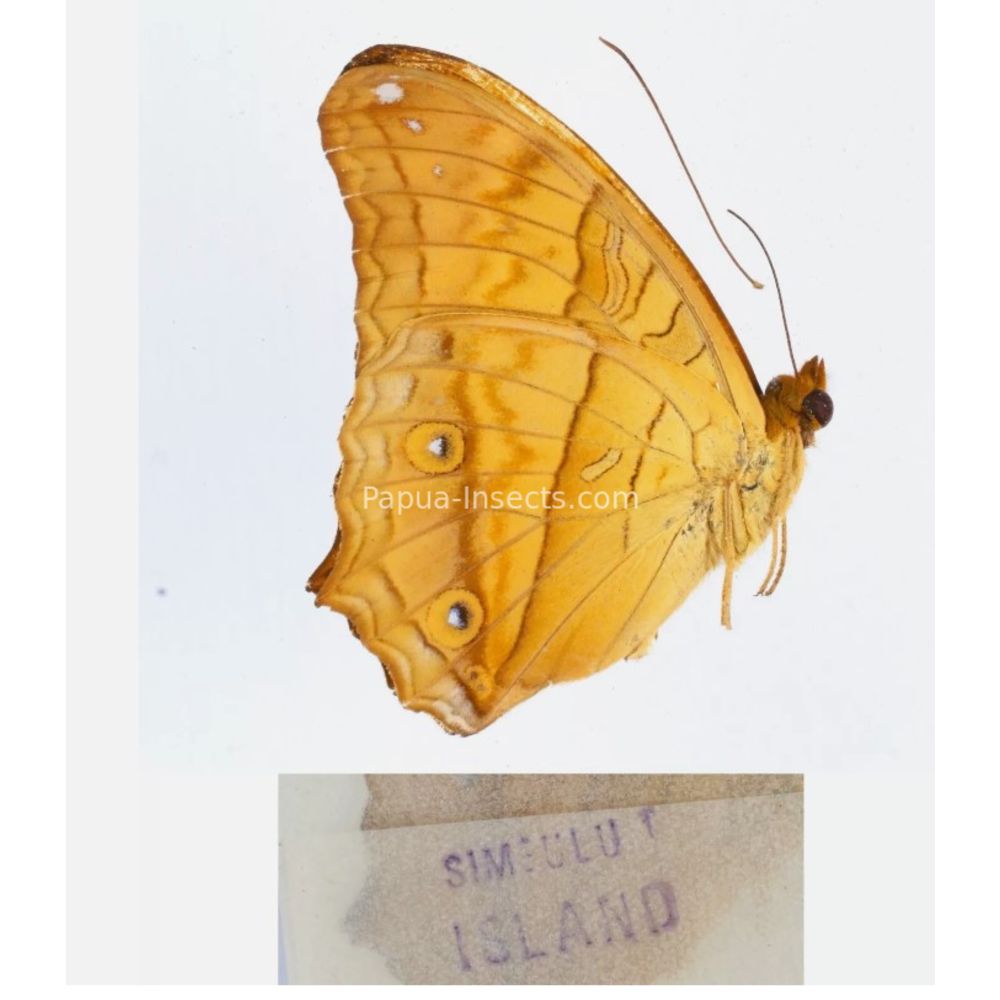 Different sp. of Day butterflies from different islads of Indonesia