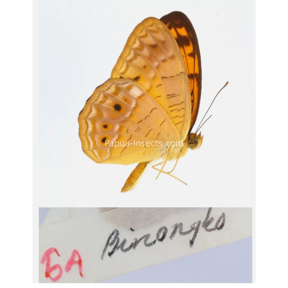 Different sp. of Day butterflies from different islads of Indonesia