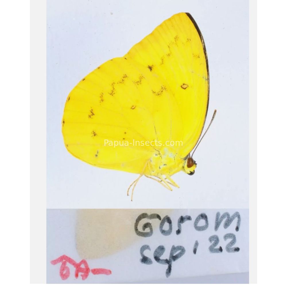 Different sp. of Day butterflies from different islads of Indonesia