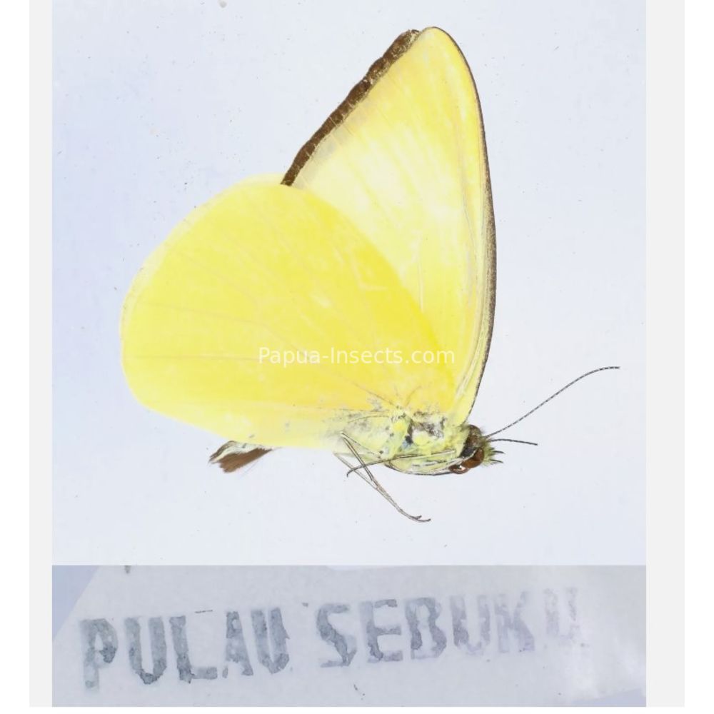 Different sp. of Day butterflies from different islads of Indonesia