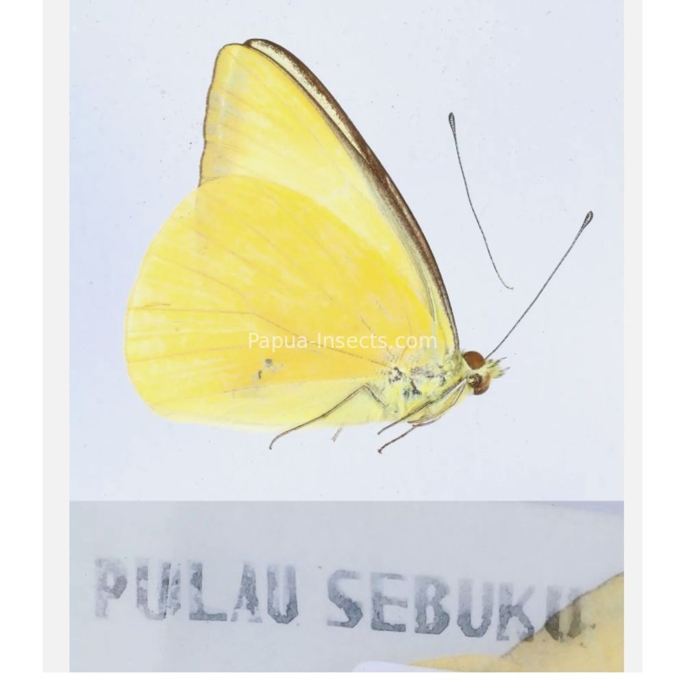 Different sp. of Day butterflies from different islads of Indonesia