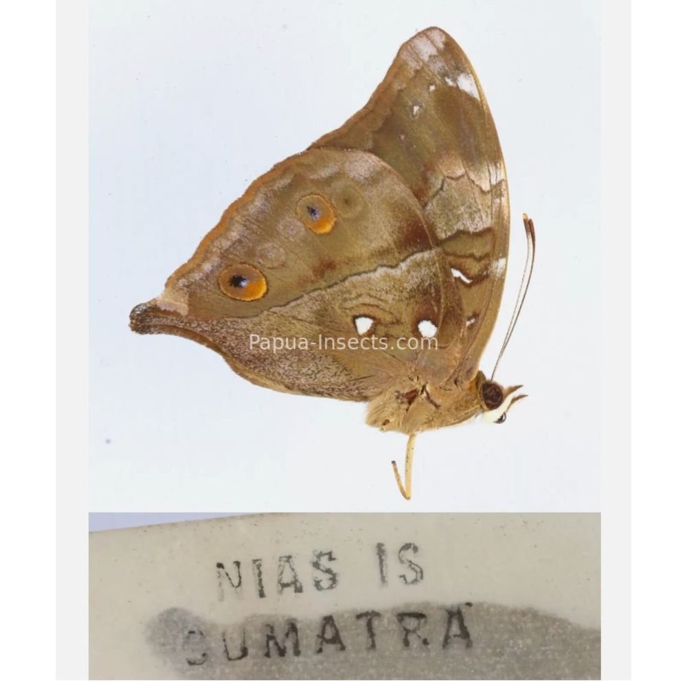 Different sp. of Day butterflies from different islads of Indonesia