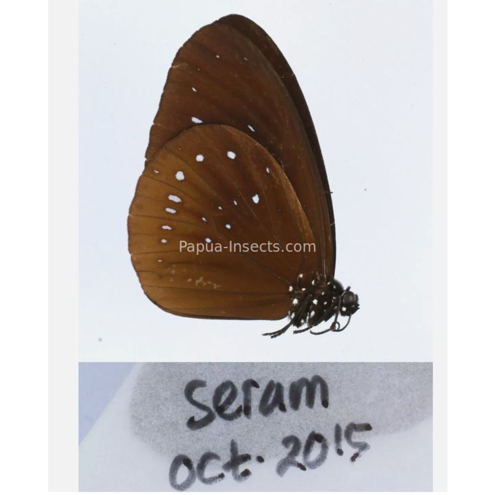 Different sp. of Day butterflies from different islads of Indonesia