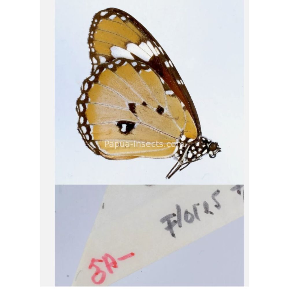 Different sp. of Day butterflies from different islads of Indonesia