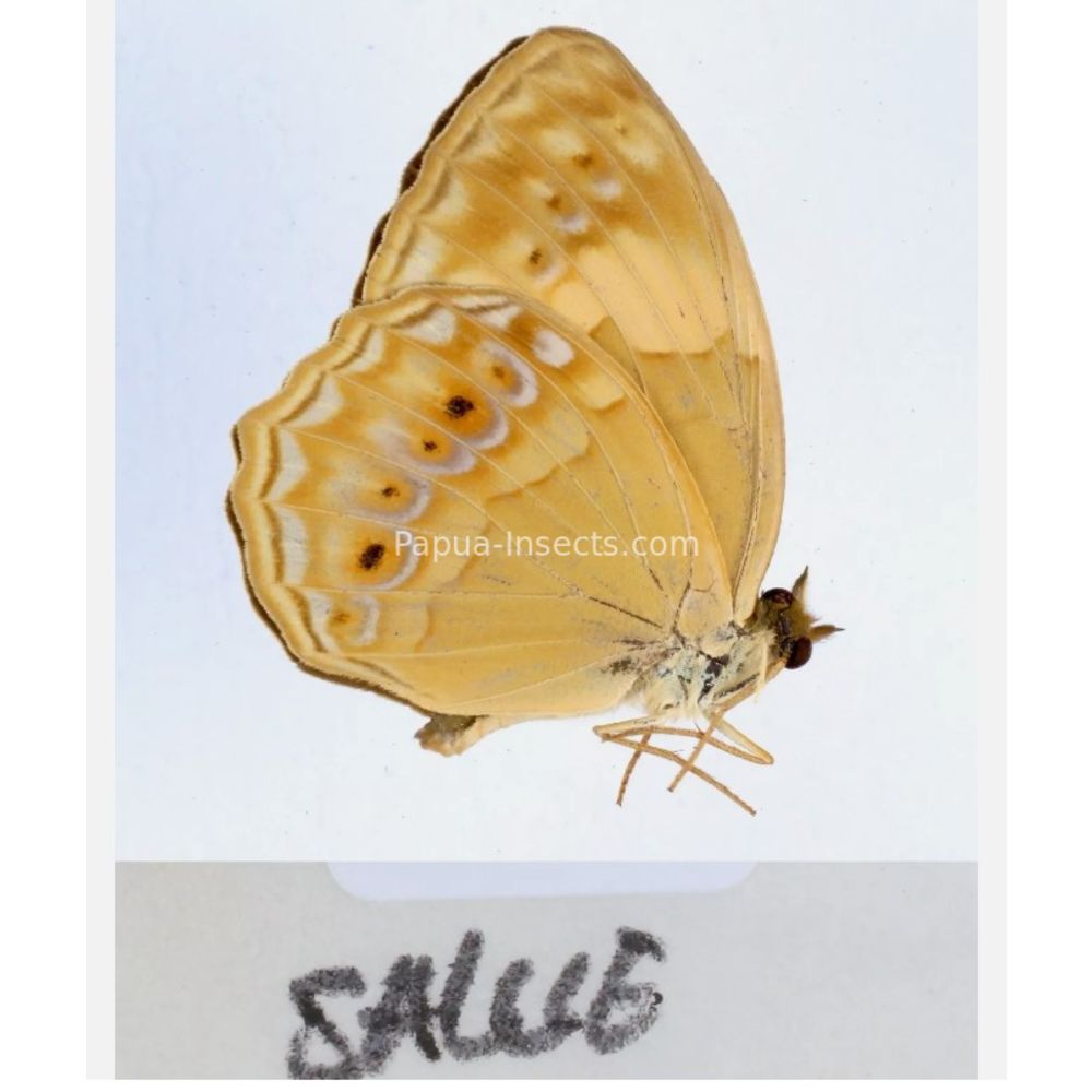 Different sp. of Day butterflies from different islads of Indonesia