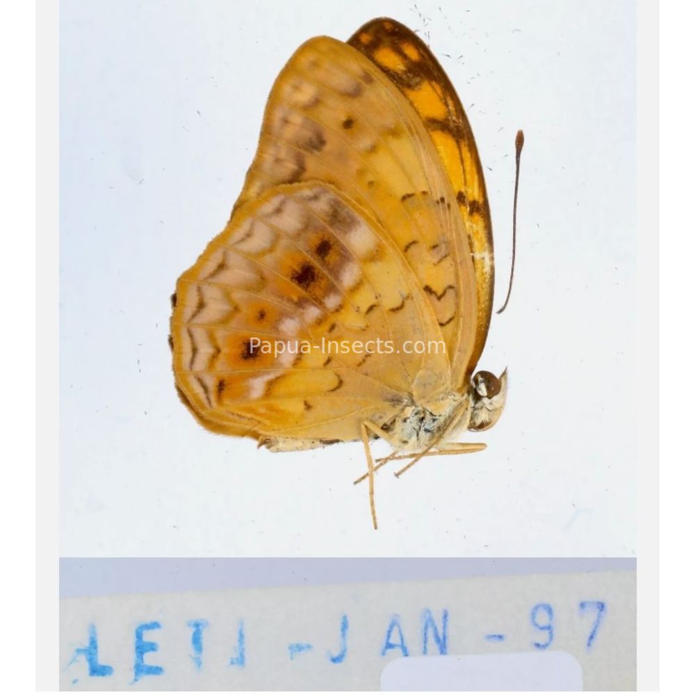 Different sp. of Day butterflies from different islads of Indonesia