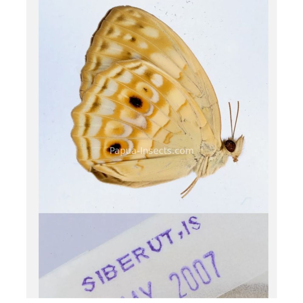 Different sp. of Day butterflies from different islads of Indonesia