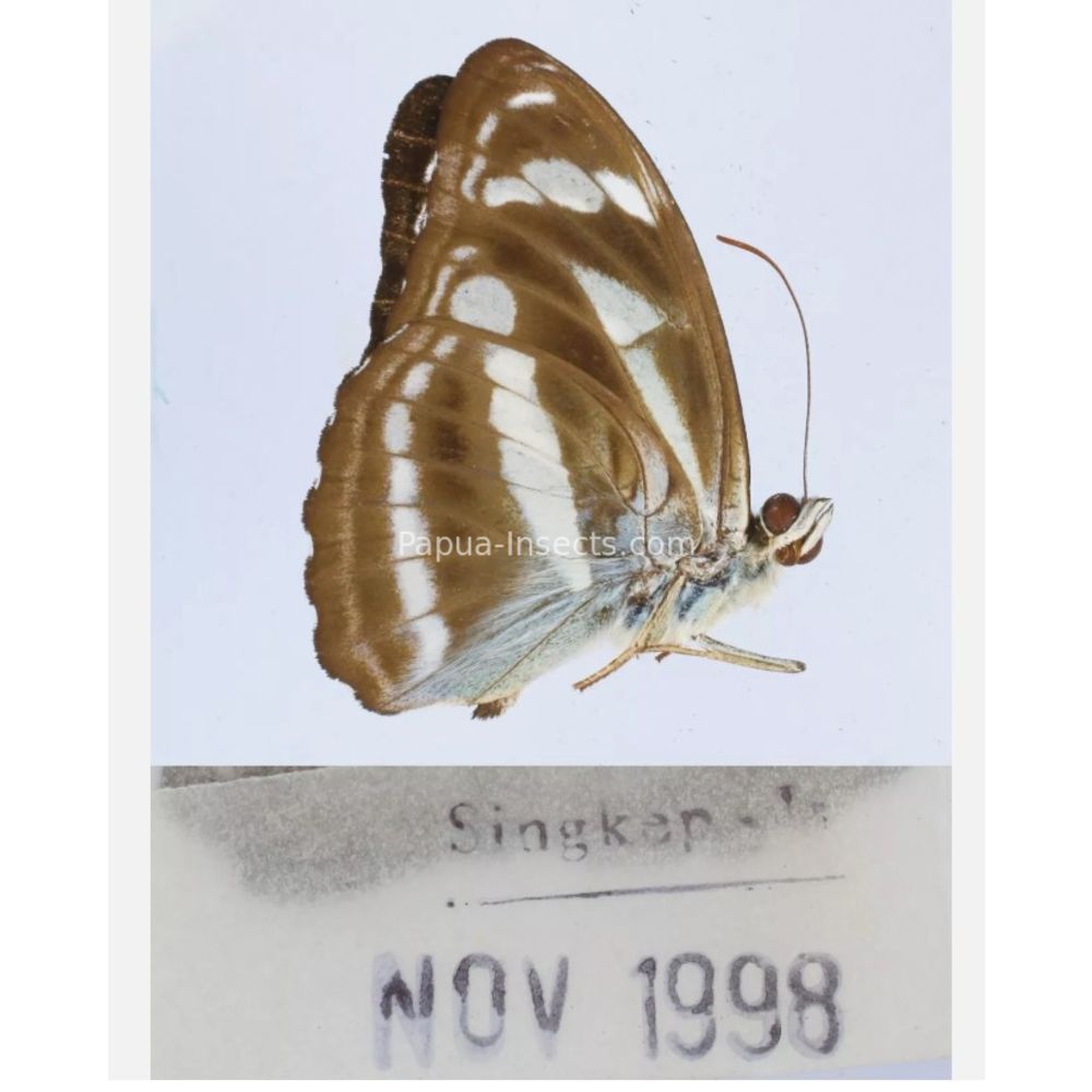 Different sp. of Day butterflies from different islads of Indonesia