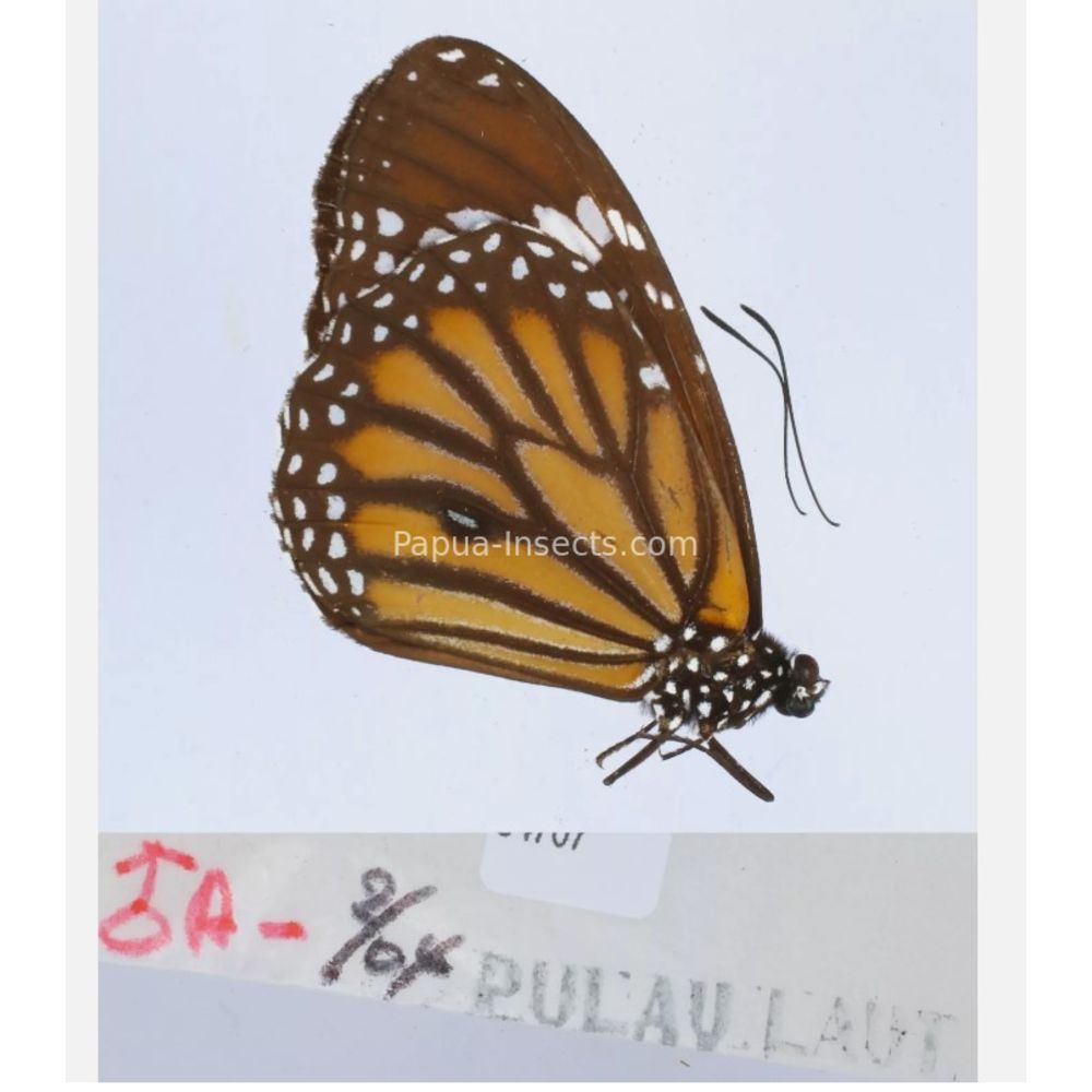 Different sp. of Day butterflies from different islads of Indonesia