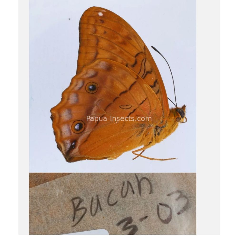 Different sp. of Day butterflies from different islads of Indonesia