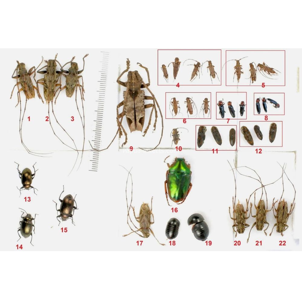 Different sp. - Cerambycidae from Waigeo island, Papua, Indonesia * Mix-46