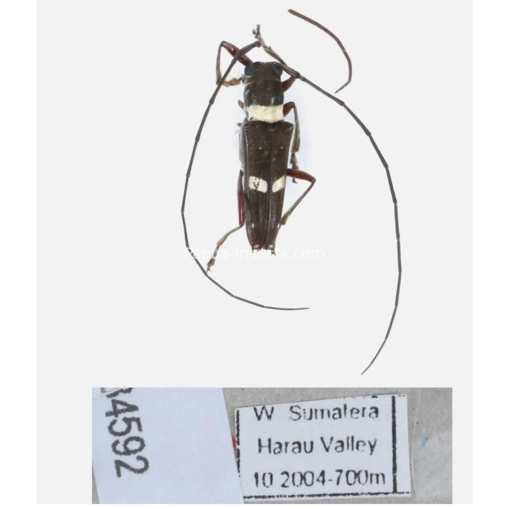 Glenea sp. - Cerambycidae from different island of Indonesia