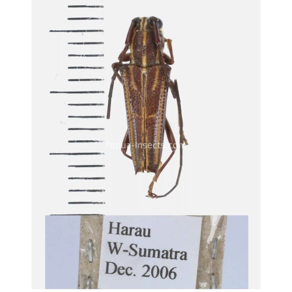 Glenea sp. - Cerambycidae from different island of Indonesia