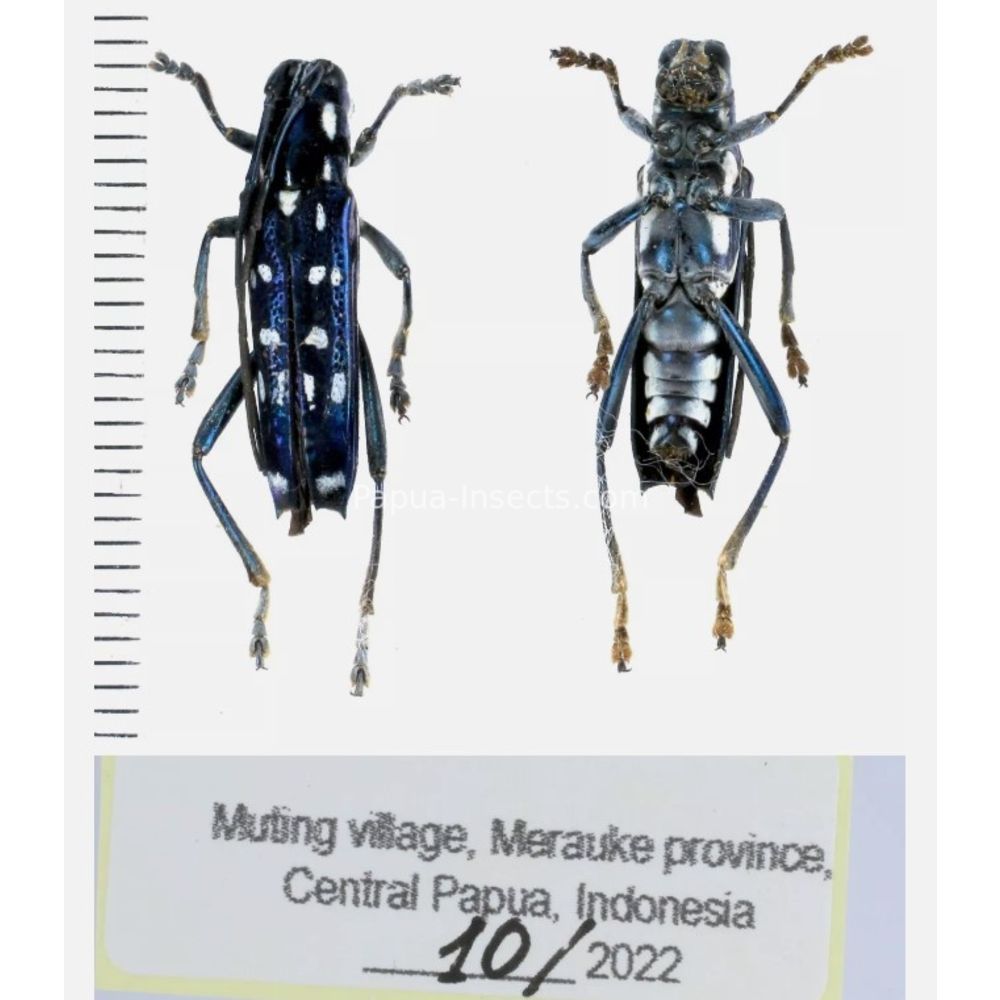 Glenea sp. - Cerambycidae from different island of Indonesia