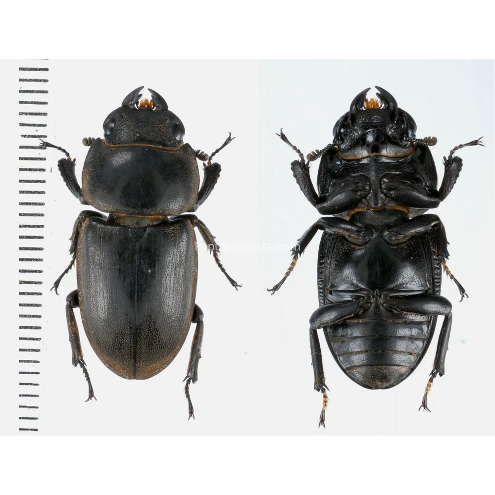 Prosopocoilus Dorcus Lucanidae from Arfak, Manokwari, West Papua, Indonesia