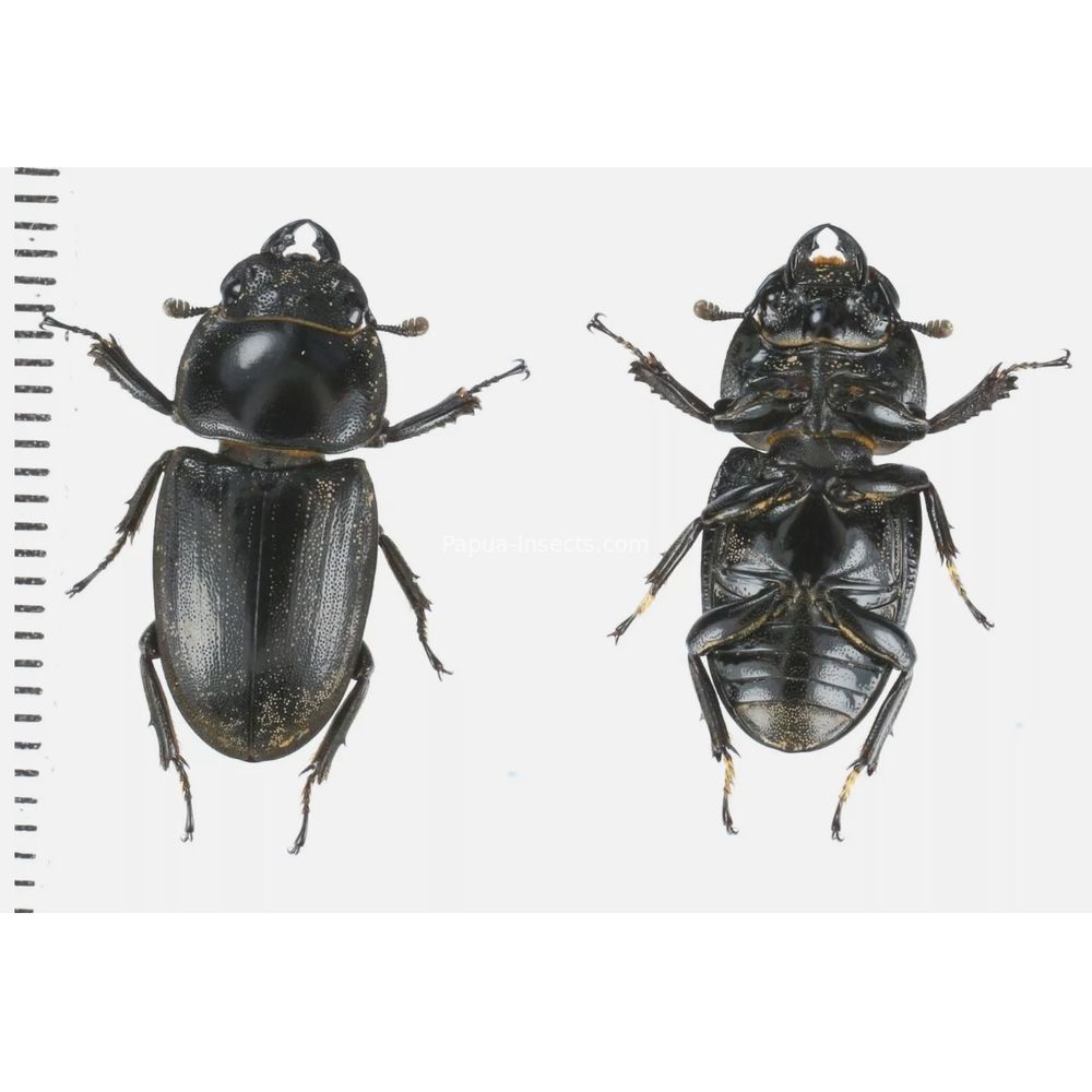 Prosopocoilus Dorcus Lucanidae from Arfak, Manokwari, West Papua, Indonesia