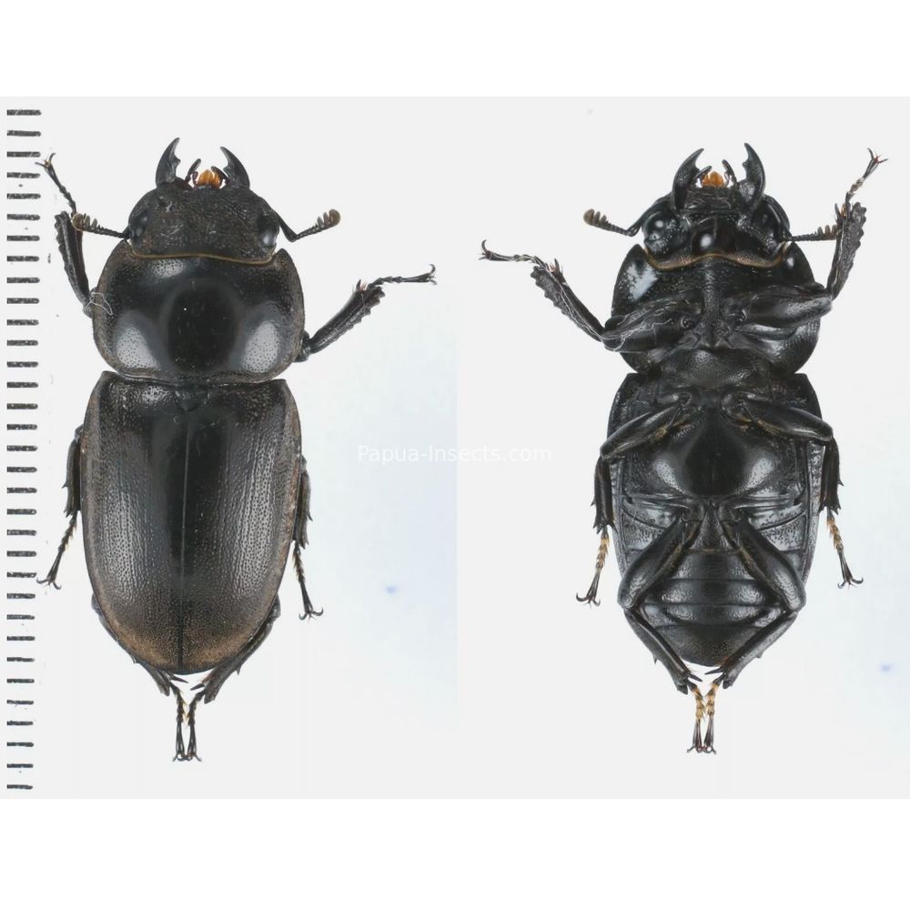 Prosopocoilus Dorcus Lucanidae from Arfak, Manokwari, West Papua, Indonesia