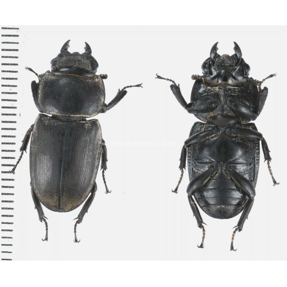 Prosopocoilus Dorcus Lucanidae from Arfak, Manokwari, West Papua, Indonesia