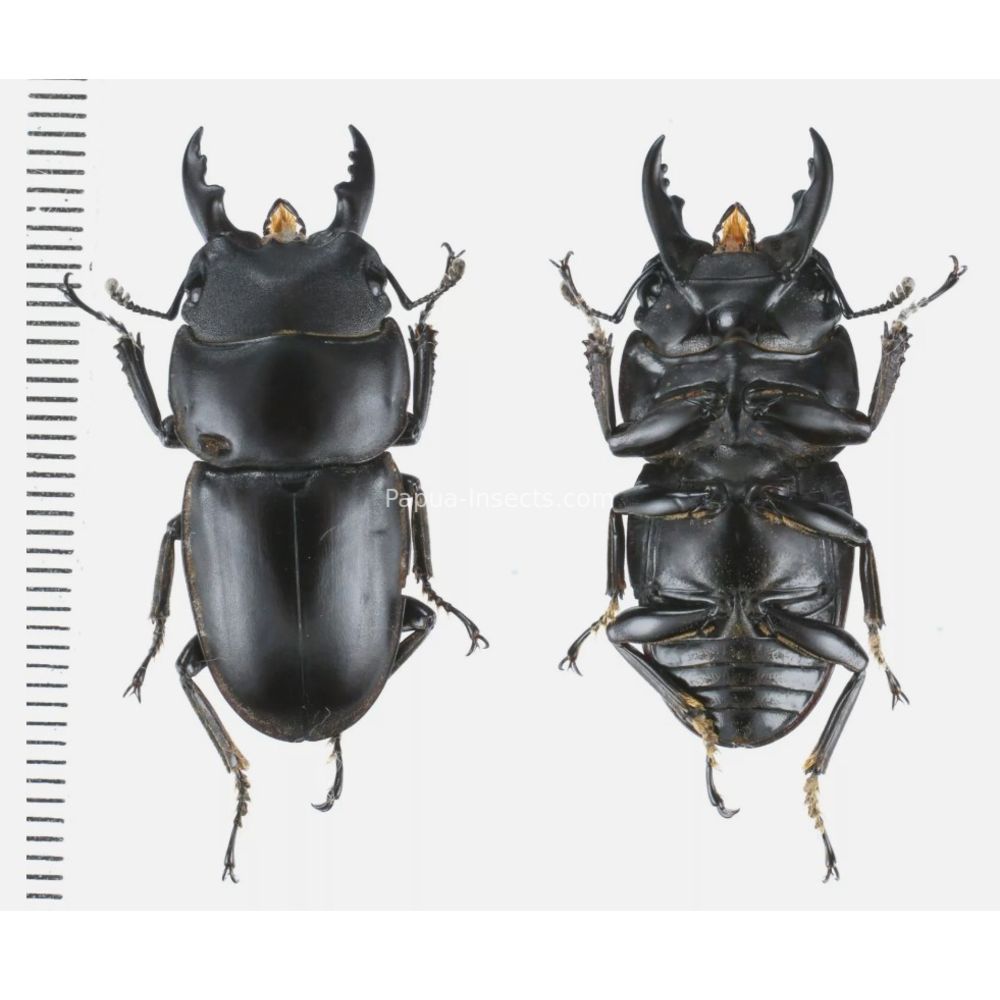 Prosopocoilus Dorcus Lucanidae from Arfak, Manokwari, West Papua, Indonesia