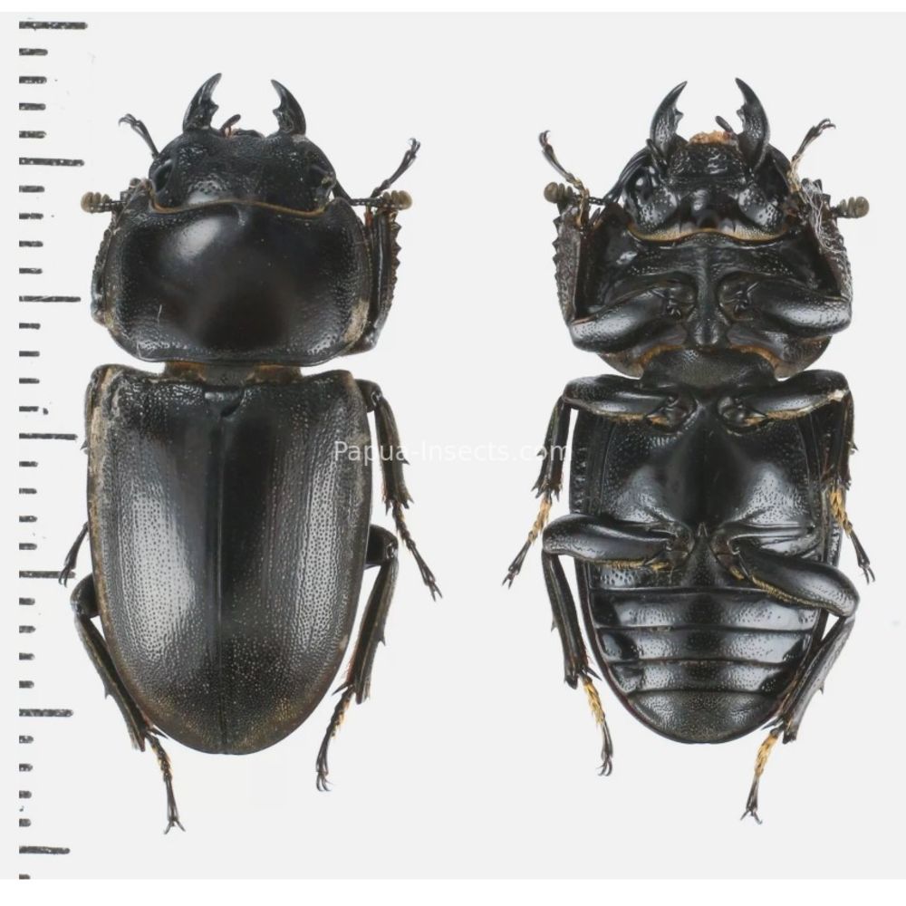 Prosopocoilus Dorcus Lucanidae from Arfak, Manokwari, West Papua, Indonesia