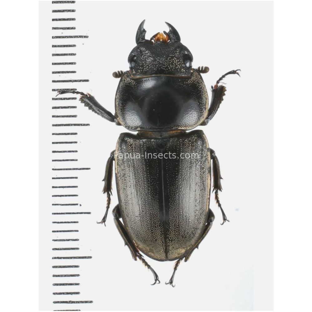 Prosopocoilus Dorcus Lucanidae from Arfak, Manokwari, West Papua, Indonesia