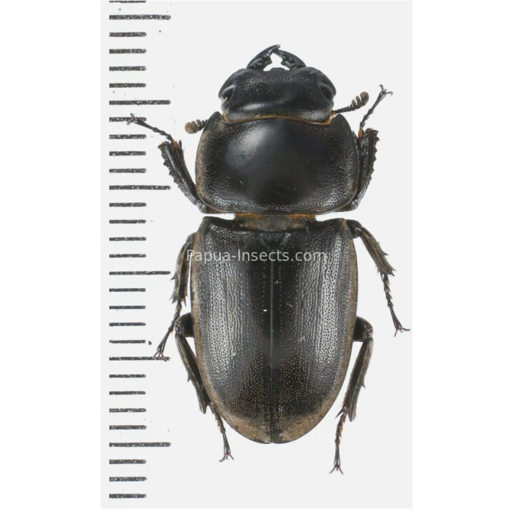 Prosopocoilus Dorcus Lucanidae from Arfak, Manokwari, West Papua, Indonesia