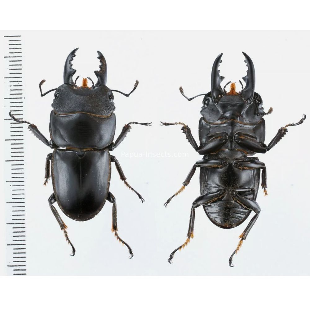 Prosopocoilus Dorcus Lucanidae from Arfak, Manokwari, West Papua, Indonesia