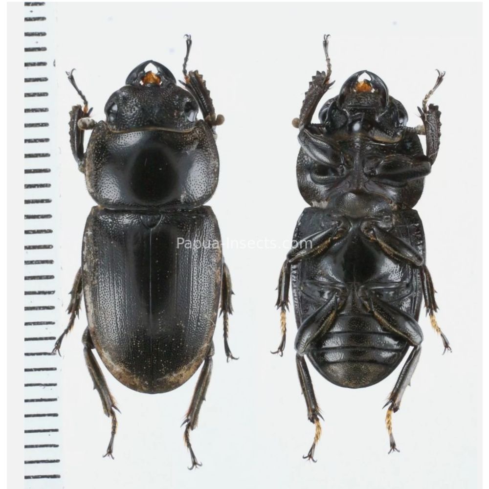 Prosopocoilus Dorcus Lucanidae from Arfak, Manokwari, West Papua, Indonesia