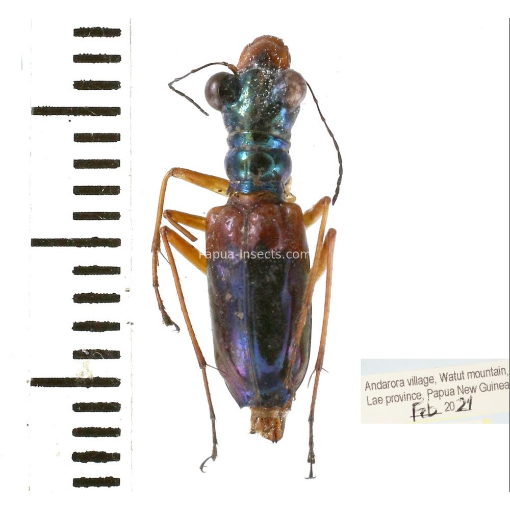 Carabidae Cicindelinae Therates sp.