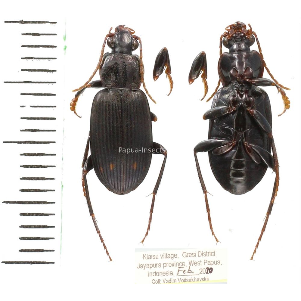 Carabidae Cicindelinae Craspedophorus sp.