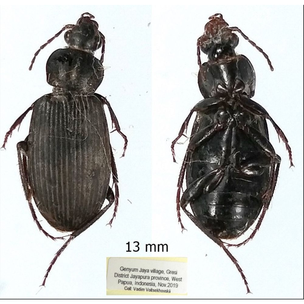 Carabidae Cicindelinae