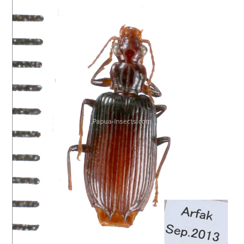 Carabidae Cicindelinae Demetrida sp.