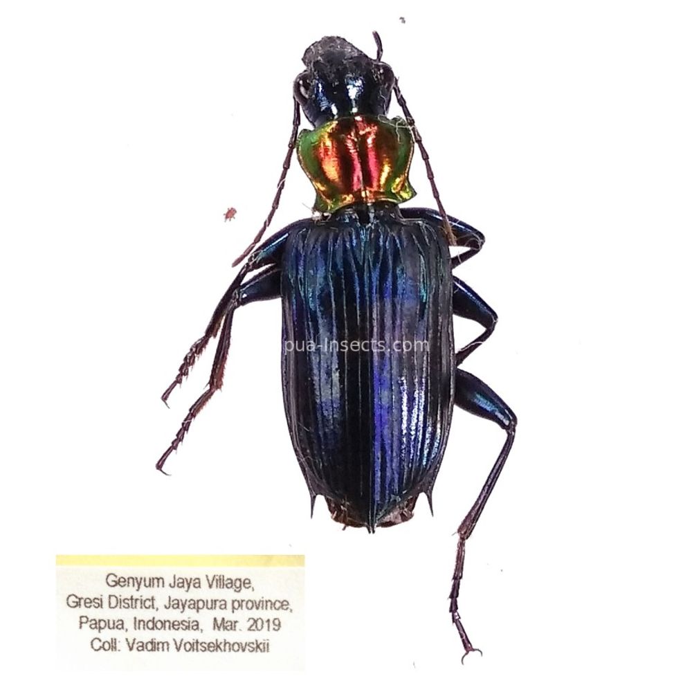 Carabidae - Catascopus wallacei