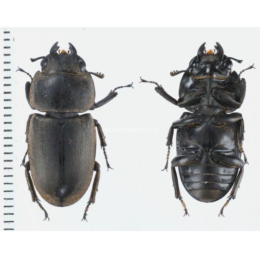 Prosopocoilus Dorcus Lucanidae from Arfak, Manokwari, West Papua, Indonesia